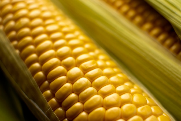 Primer plano de composición de maíz fresco