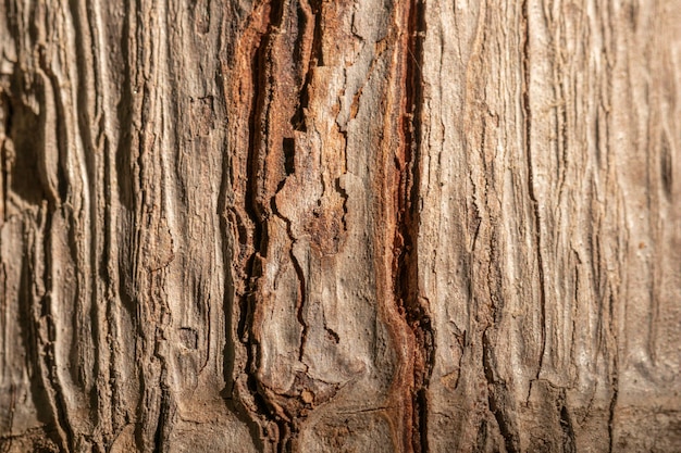 Primer plano de concha de árbol de fondo orgánico