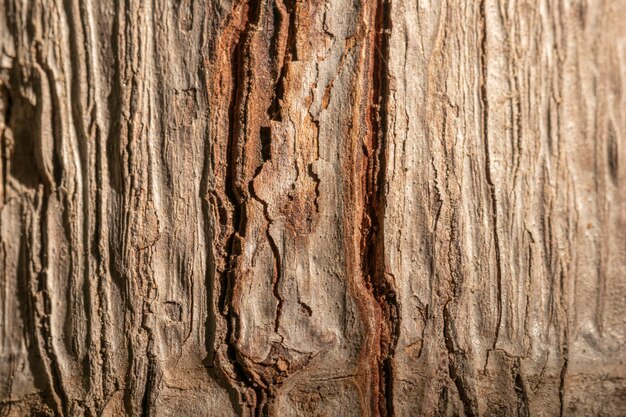 Primer plano de concha de árbol de fondo orgánico