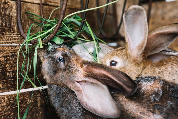 Primer plano de conejo comiendo hierba