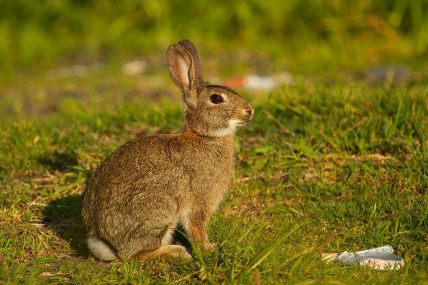 Primer plano de conejo europeo en la pradera