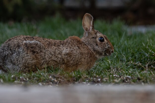 Primer plano de un conejo marrón sobre un césped