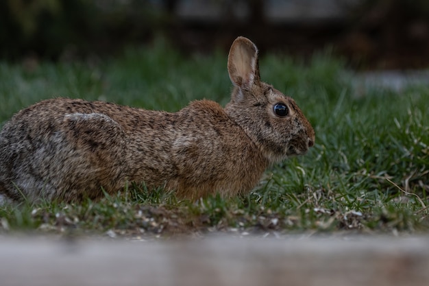 Primer plano de un conejo marrón sobre un césped