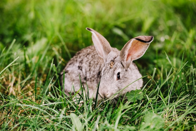 Primer plano de conejo tumbado en la hierba verde