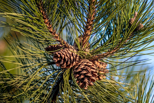 Primer plano de conos de pino colgando del árbol