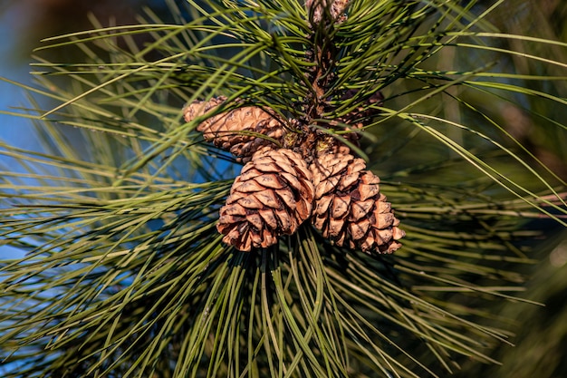 Primer plano de conos de pino colgando del árbol