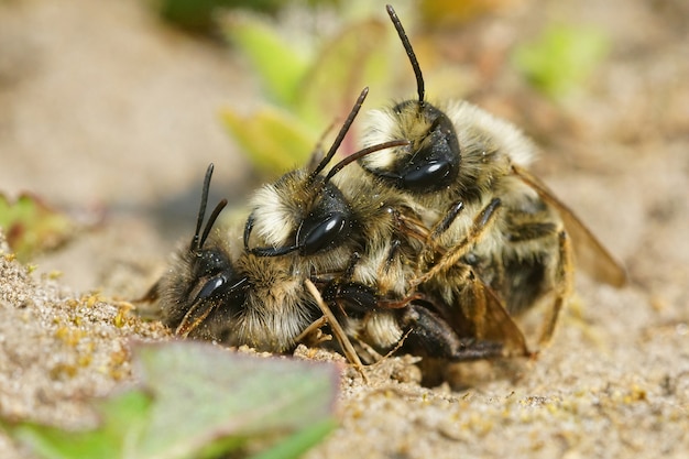 Primer plano de la cópula de dos machos y una hembra de abejas mineras de espalda gris