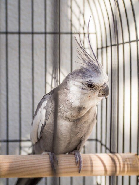 Primer plano de una corella en una jaula