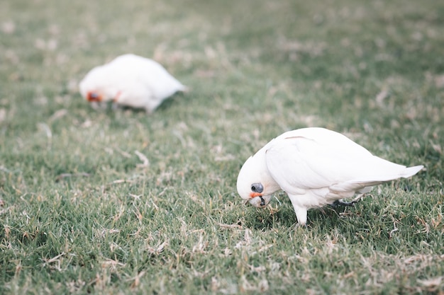 Primer plano de Corellas australiano blanco comiendo hierba