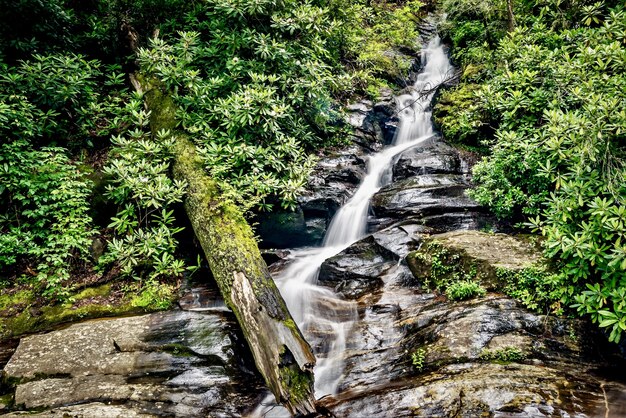 Primer plano de una corriente de agua en el bosque rodeado de vegetación