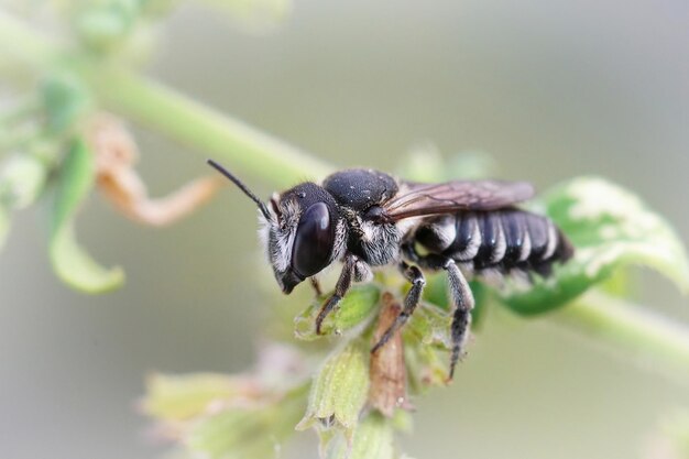 Primer plano de una cortadora de hojas apical hembra, Megachile apicalis, sitti