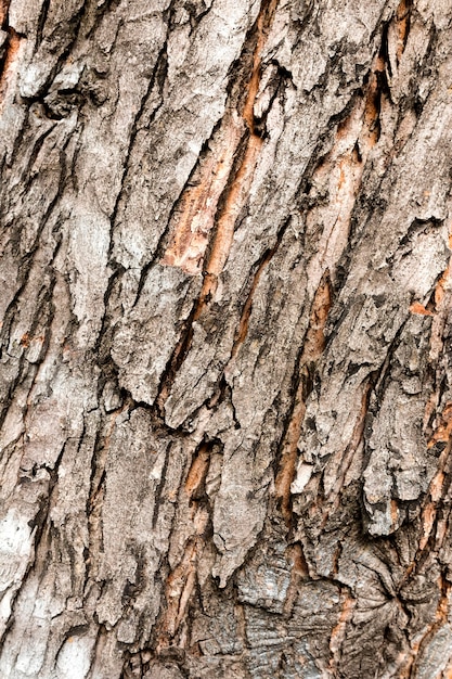 Primer plano, de, corteza de árbol