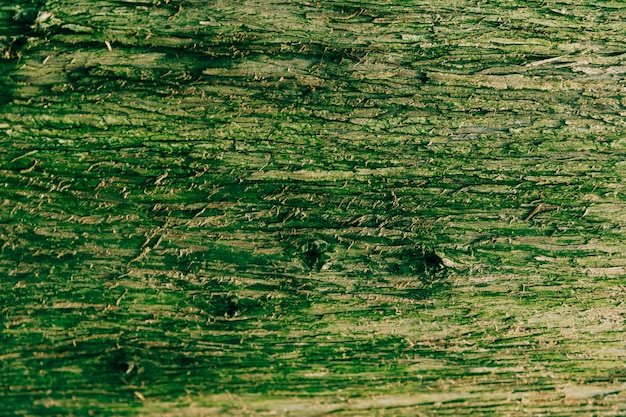 Primer plano de la corteza cubierta de musgo verde