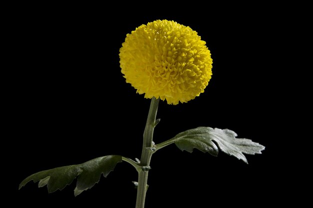 Primer plano de un crisantemo amarillo aislado en una pared negra