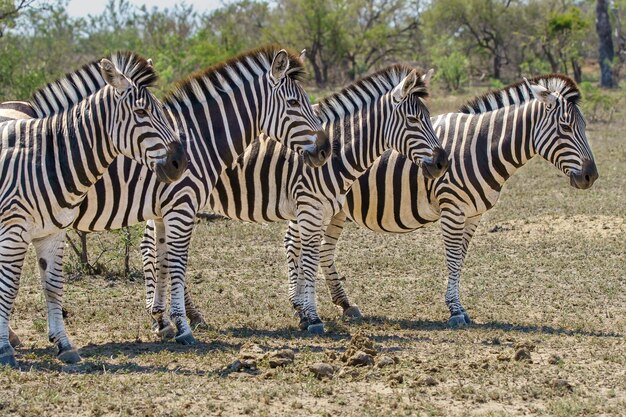 Primer plano de cuatro cebras adultas parados juntos en el safari