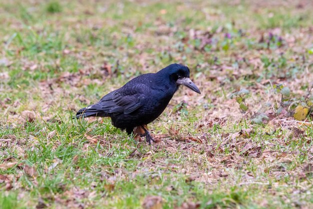 Primer plano de un cuervo negro de pie sobre la hierba verde