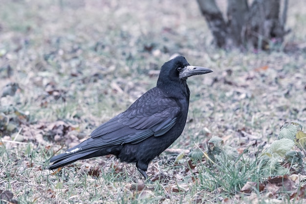 Primer plano de un cuervo negro de pie sobre la hierba verde
