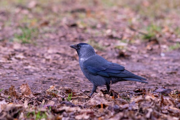 Primer plano de un cuervo negro de pie en el suelo