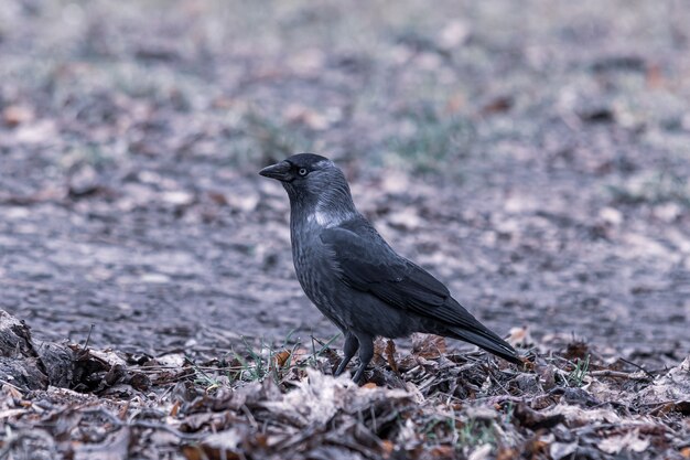 Primer plano de un cuervo negro de pie en el suelo