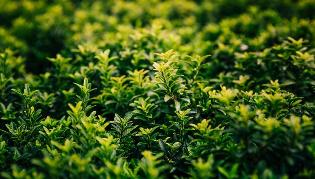 Primer plano de cultivo de plantas verdes frescas