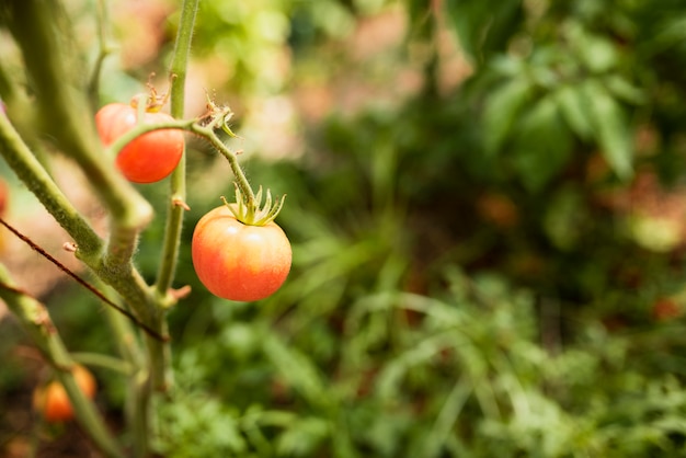 Primer plano de cultivo de tomate rojo en rama
