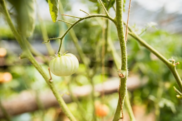 Primer plano de cultivo de tomate verde en rama