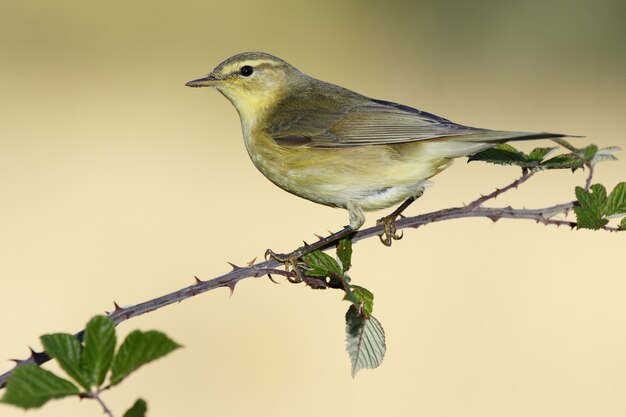 Primer plano de una curruca de plumas amarillas posado en la rama de un árbol