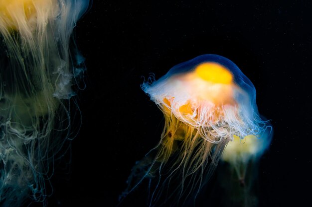 Primer plano de una Cyanea bajo el agua