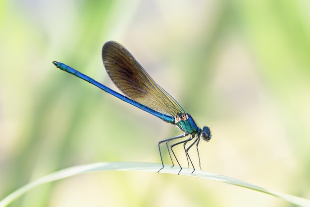 Primer plano de un Damselflies azul sobre una hoja en un jardín bajo la luz del sol