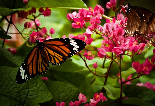 Primer plano de un Danaus genutia en flores bajo la luz del sol