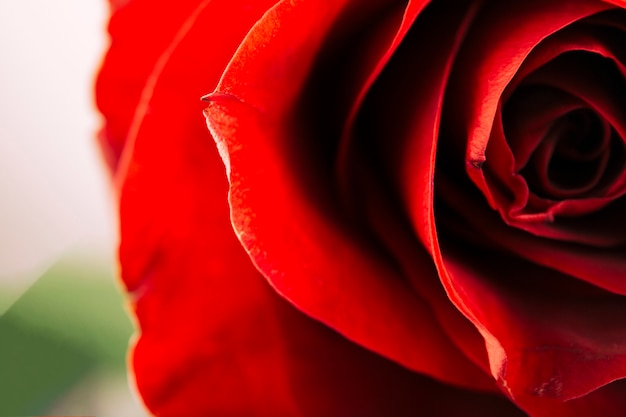 Primer plano de una delicada rosa roja