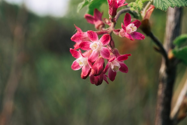 Primer plano de delicadas flores rojas