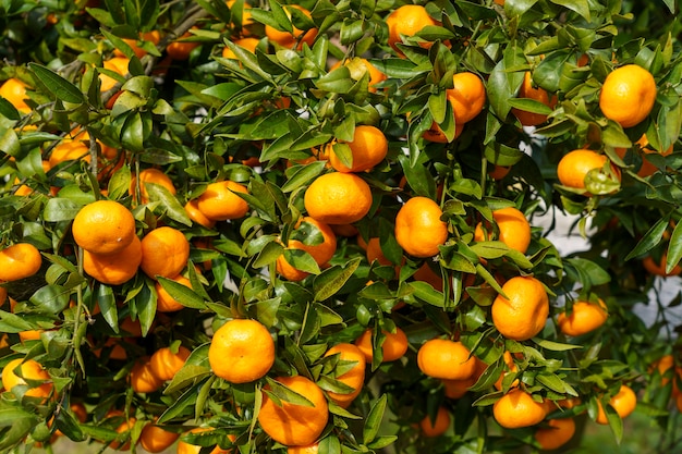 Un primer plano de deliciosas naranjas frescas en un árbol