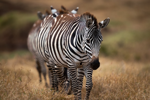 Foto gratuita primer plano de un deslumbramiento de llanuras cebras en una pradera en el área de conservación de ngorongoro en tanzania