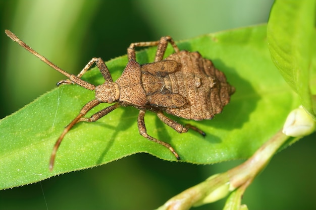 Primer plano detallado de una ninfa del Dock bug sobre una hoja verde