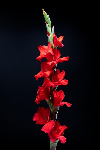 Primer plano de los detalles de la flor de gladiolo