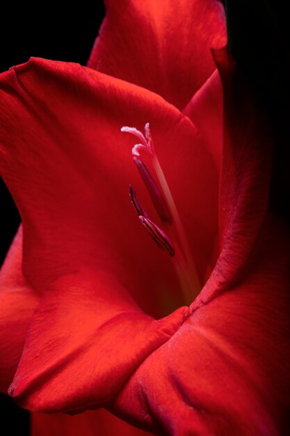 Primer plano de los detalles de la flor de gladiolo