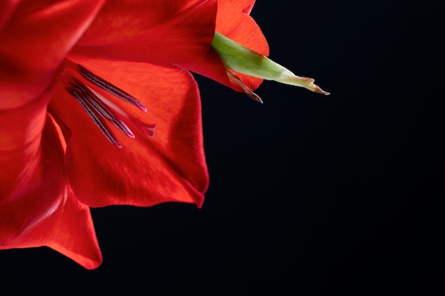 Foto gratuita primer plano de los detalles de la flor de gladiolo