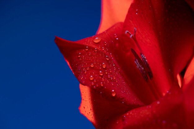 Primer plano de los detalles de la flor de gladiolo