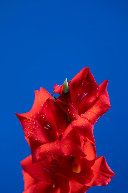 Primer plano de los detalles de la flor de gladiolo