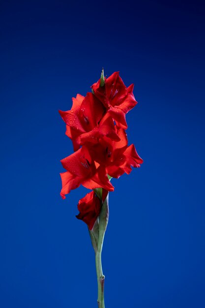 Primer plano de los detalles de la flor de gladiolo