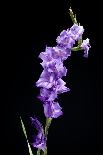 Primer plano de los detalles de la flor de gladiolo