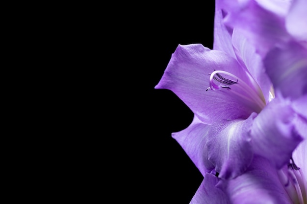 Primer plano de los detalles de la flor de gladiolo