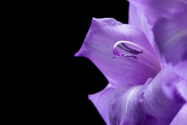 Primer plano de los detalles de la flor de gladiolo