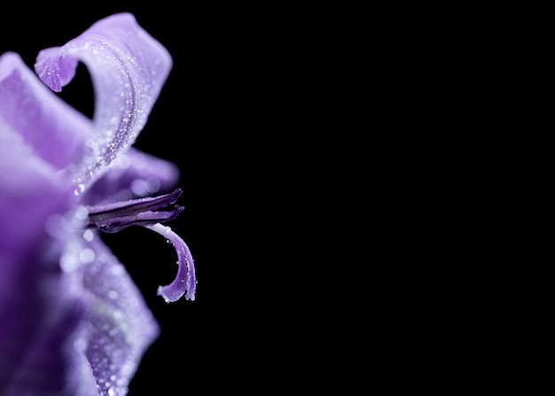 Primer plano de los detalles de la flor de gladiolo