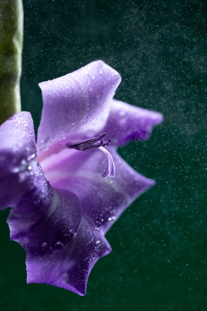 Primer plano de los detalles de la flor de gladiolo