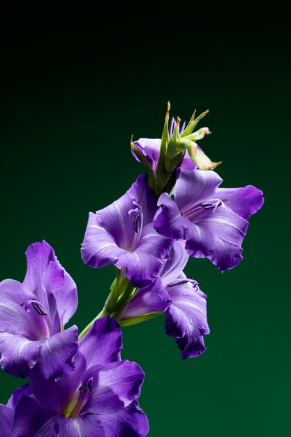 Primer plano de los detalles de la flor de gladiolo