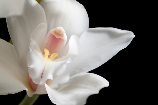 Primer plano de los detalles de la flor de la orquídea