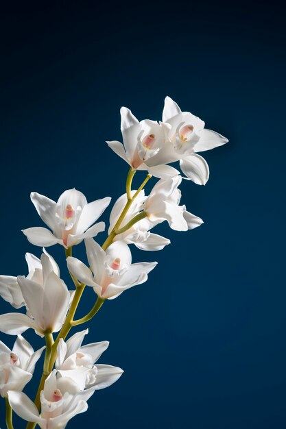 Primer plano de los detalles de la flor de la orquídea