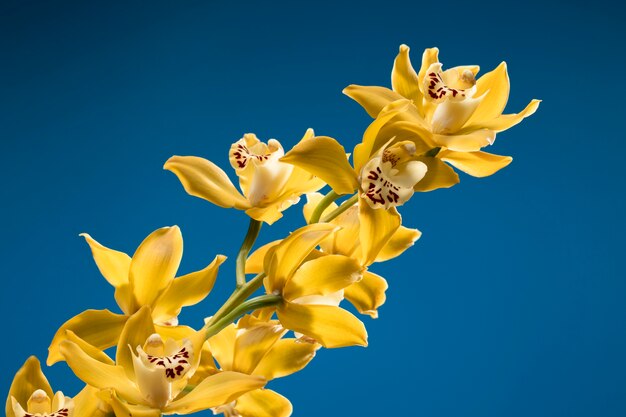 Primer plano de los detalles de la flor de la orquídea